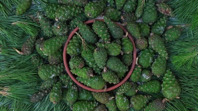 Pine Cone Harvest Natural Organic Ingredient. Green Pine Cones Rotating Background Top View Flat Lay Vertical Video