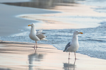 Fototapeta premium Two adult European herring gulls (Larus argentatus) standing at shoreline on sandy beach at summer evening, Lofoten Islands, Norway