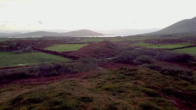 Low flying drone brush covered hills and rugged beauty of the Iveragh Peninsula passing purple heather, green patchwork fields, and distant coastal mountains in rural Kerry, Ireland