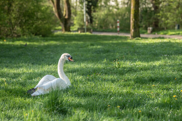 Fototapeta premium Männlicher Höckerschwan Cygnus olor sitzt in sonnenbeschienener Wiese am Unterbössel in Neckartenzlingen und schaut neugierig in die Kamera 
