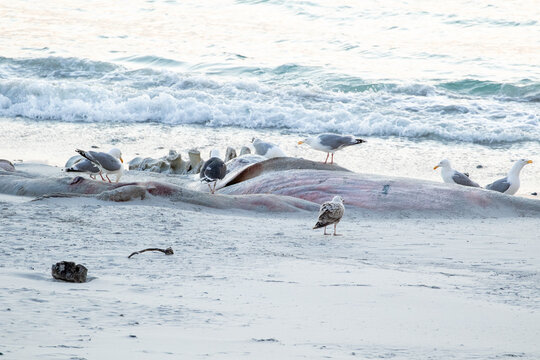 Gulls feeding on decaying whale remains on sandy beach near Bleik in Northern Norway