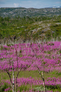 Blooming Fireweed (Chamerion angustifolium) field and moth damage in mountain birch forest (Betula pubescens ssp. czerepanovii) in Northern Sweden