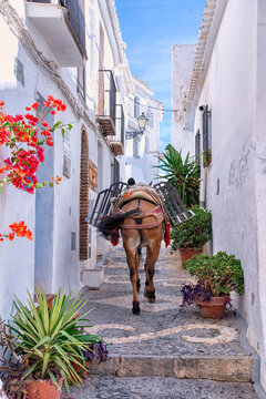 A donkey through the streets of Frigiliana in Malaga.