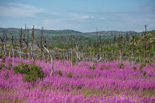 Blooming Fireweed (Chamerion angustifolium) field and moth damage in mountain birch forest (Betula pubescens ssp. czerepanovii) in Northern Sweden