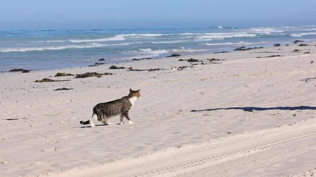 An old tabby cat walking on the beach looking a bit uncertain