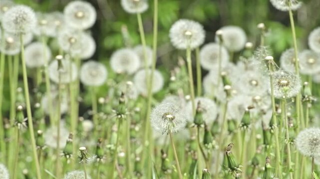 Dandelion Seed Field Soft Nature Background Loop Slow Motion. White Dandelion Texture Dreamy Spring Background for Design. Airy Dandelion Seeds Natural Background Copy Space Concept