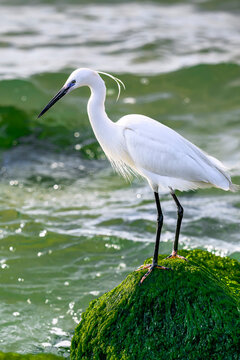 Little Egret