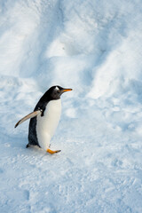 Obraz premium Japan,Hokkaido,Asahikawa,Asahiyama Zoo,penguin