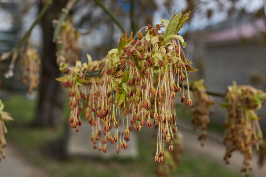 The ash-leaved maple blooms, or American maple (lat. Acer negundo), inflorescences dissolve. Spring.