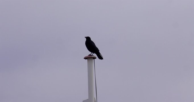 Wide shot of a Blackbird crow on top of a flagpole At Shoreham Fort