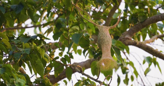 Yellow male aya weaver bird nest building on tropical tree branch animal wildlife