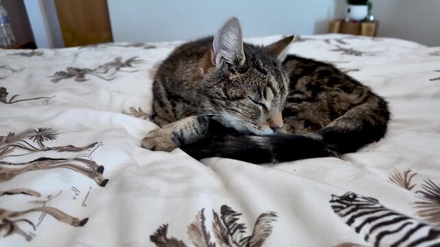 Tabby cat lying on a comfortable bed, licking its tail and grooming itself