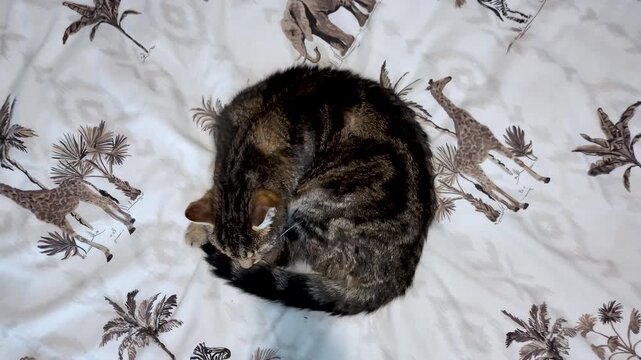 Tabby cat curled up in a ball, finding comfort and tranquility while resting on a bed. birds eye view