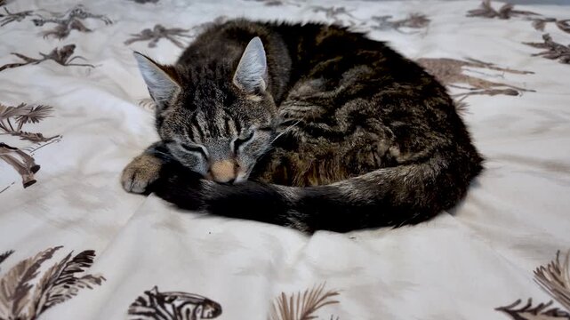 Tabby cat curled up in a ball, finding comfort and tranquility while resting on a bed