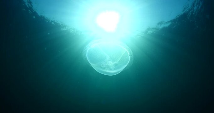 moon jellyfish scenery underwater moving slow and close sun beams and sun rays ocean scenery aurelia aurita backgrounds