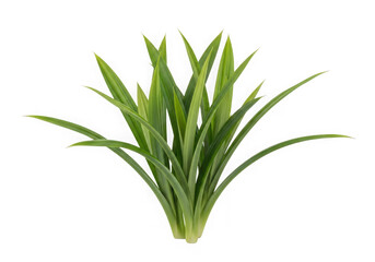 Obraz premium A green plant with long thin leaves isolated on transparent background