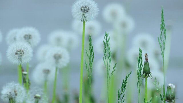 Dandelion Seeds Floating in Wind, Symbol of Freedom and Dreams. Blowing Dandelion Seeds Wish Concept Hope and New Beginning. Dandelion Clock in Wind Concept of Time Passing and Life Moments
