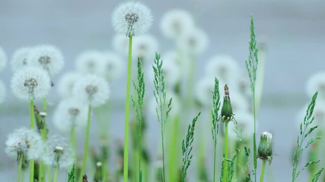Dandelion Seeds Swaying in Wind Slow Motion Spring Nature Background. White Dandelion Field in Breeze Dreamy Slow Motion Scene. Airy Dandelion Meadow Slow Motion Relaxing Nature Footage