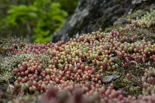 Close up of Sedum rubens red stonecrop growing on a mossy surface