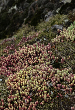 Close up of Sedum rubens red stonecrop growing on a mossy surface