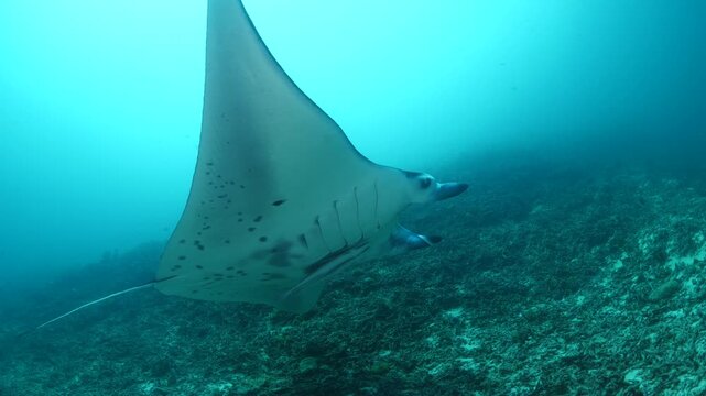 manta ray swim elegant underwater around corals ocean scenery scuba divers to see 