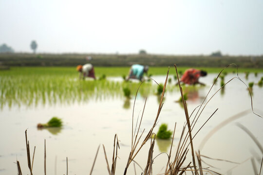 Blur image of rural farmers performing traditional rice paddy transplantation in waterlogged agricultural field