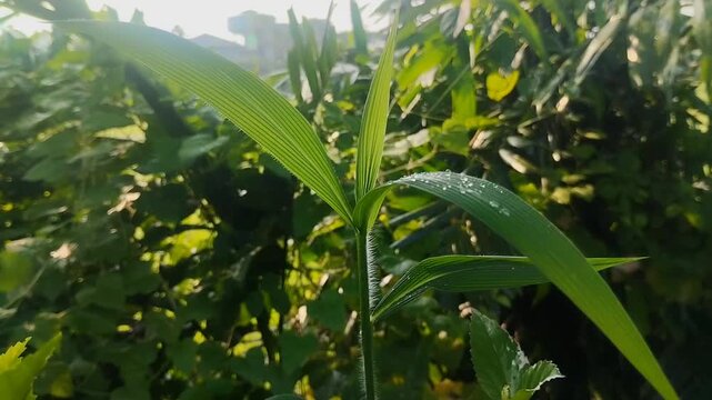 The leaves of Setaria palmifolia (palm grass) are covered in morning dew. It's often used as an ornamental plant to create a tropical feel and can also be used as animal feed
