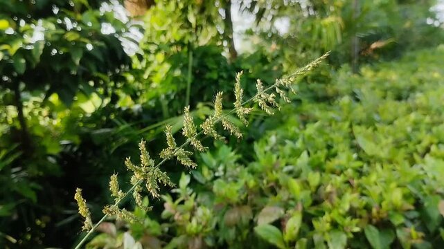 Echinochloa crus-galli or barnyard grass growing wild
