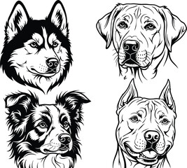 Hand Drawn Dog Portrait Illustration Set Featuring Husky, Labrador, Border Collie, and Pitbull Breeds in Detailed Black and White Sketch Style © MdMojnu