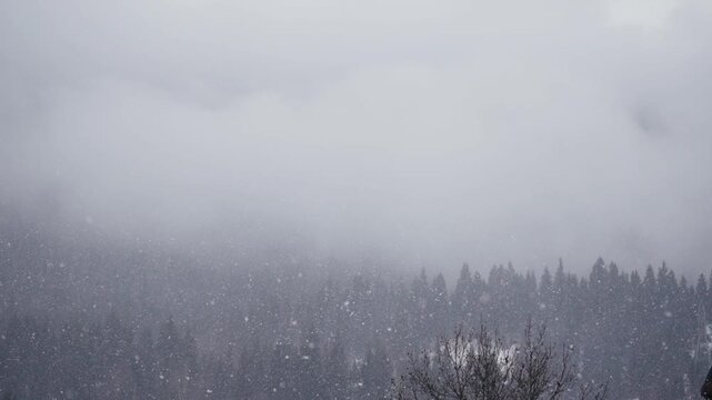 Heavy snowfall in mountains with snowflakes falling in front of pine forest. Static camera, calm winter atmosphere, peaceful nature background, cold weather, slow motion.