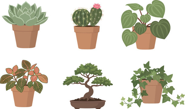 set of plants in pots