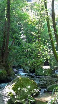 Forest stream flowing over mossy rocks in nature