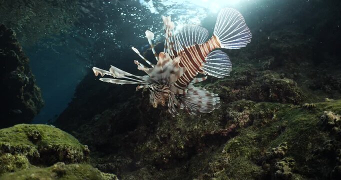 lionfish  underwater searching and patroling rocks for food mediterranean sea