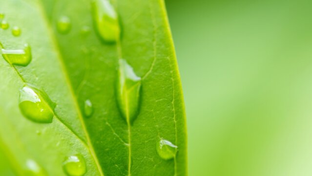 緑の葉についた雨の水滴