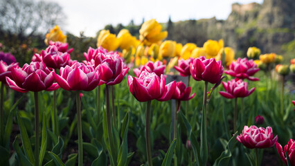 Obraz premium Field of Pink and Yellow Tulips in Botanical Garden