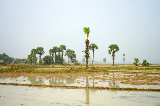 Scenic rural landscape with palmyra palm trees reflected in a flooded agricultural field