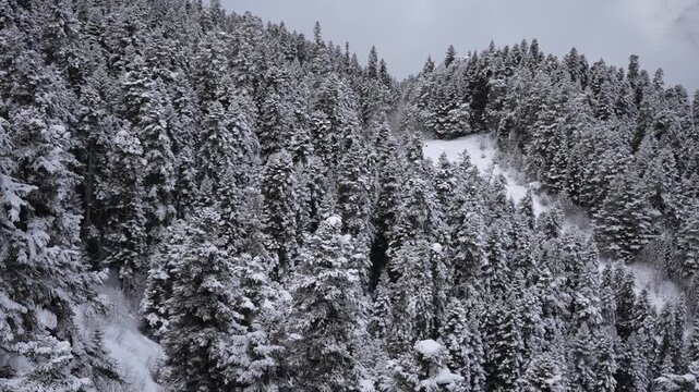 View from ski lift over snowy pine forest during snowfall, winter mountain resort, Caucasus. Skiing atmosphere, cold weather, scenic winter landscape, alpine travel