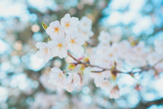 水色の清涼感溢れる背景に輝く満開の桜。透過する光と無数の玉ボケが演出する、透明感とみずみずしさ際立つ自然風景。ソメイヨシノの繊細な表情を引き立てるハイキーでエモい質感の植物写真。WEBバナーや初春の広告背景に最適な、爽やかで明るい横位置のデザイン素材。