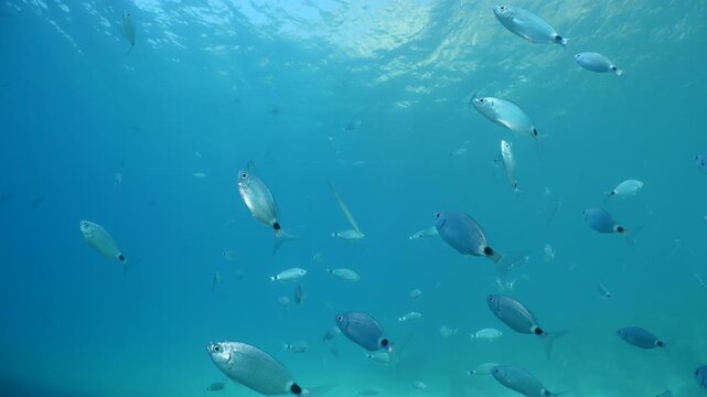 cornet fish  cornetfish fistularia underwater ocean scenery Fistularia commersonii