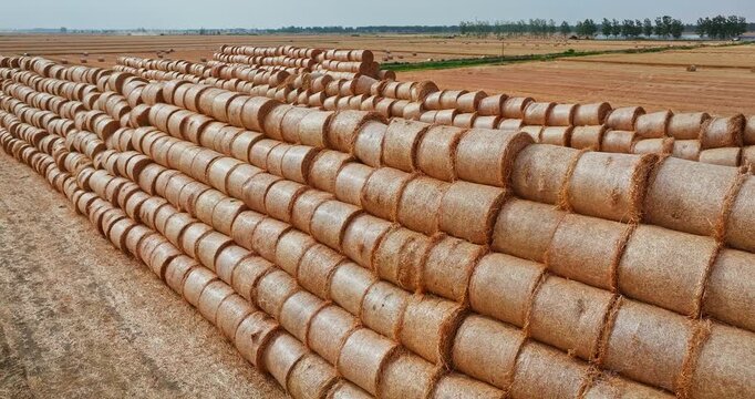 Rows of round straw bales stacked in a field after harvest