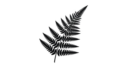 Elegant fern leaf illustration with delicate details on transparent background silhouette © MDEmon
