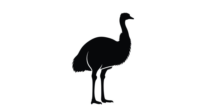 Black emu standing in profile on transparent background silhouette
