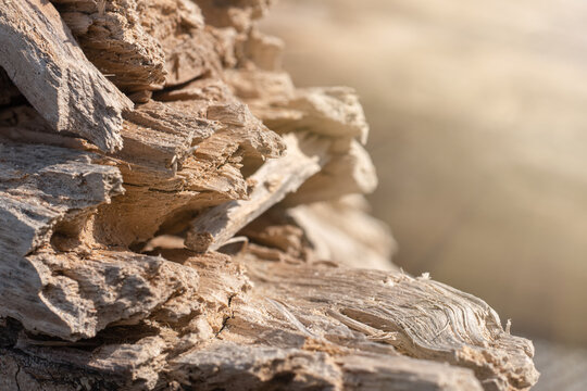 High-detail close-up of broken, weathered timber showing dry splintered fibers and layers. Natural wood decay texture with warm sunlight and blurred background