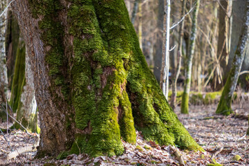 Massive oak tree buttress roots covered in bright green moss, Bialowieza primeval forest, Poland © Art L