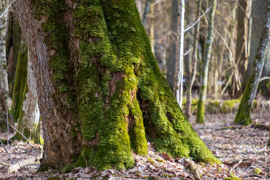 Massive oak tree buttress roots covered in bright green moss, Bialowieza primeval forest, Poland