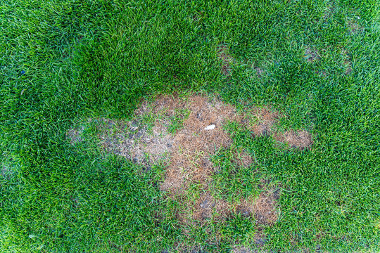 Aerial view of a lush green lawn featuring patches of dry brown grass, showcasing natural variations in color and texture. Suitable for landscape, gardening, or home improvement themes.