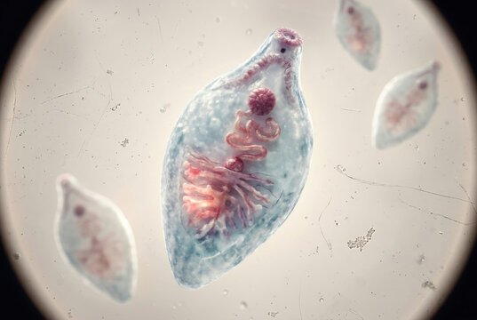 Fasciola hepatica adult fluke with internal branching structures and reproductive system, detailed parasitic anatomy, isolated biological subject, generative ai illustration