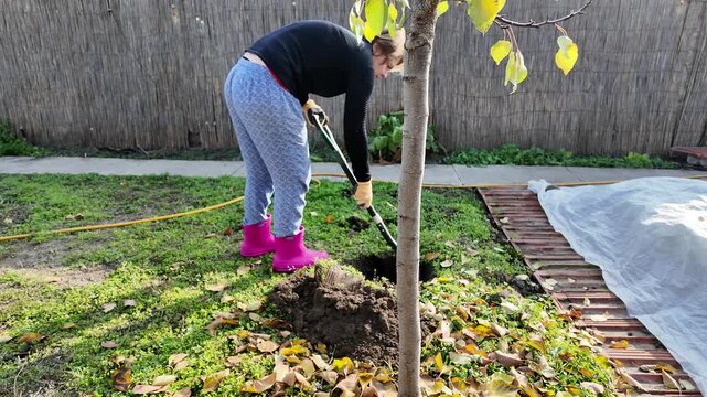 Person gardening in a backyard, digging soil beside a young tree and fallen leaves, calm practical outdoor work with autumn yard care and home maintenance context
