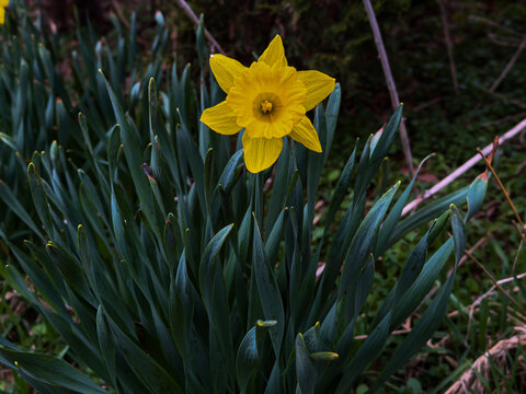 Single Yellow Daffodil Bloom Close Up in Spring Garden with Green Leaves Natural Sunlight Bright Narcissus Flower Floral Nature Background Seasonal Botanical Scene