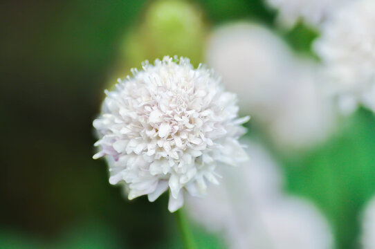 Sweet scabious or DIPSACACEAE, Kudo White or Scabiosa atropurpurea or Scabiosa columbaria or Scabiosa columbaria Kudo White or Scabiosa siamensis  Craib or white flower